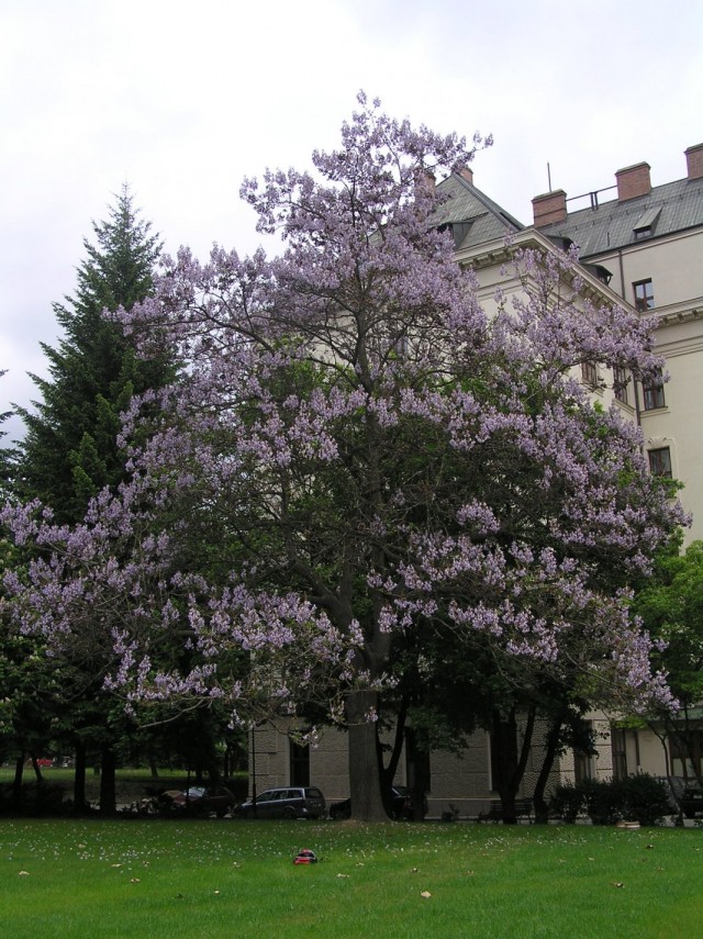 Павловния, или Адамово дерево (Paulownia)