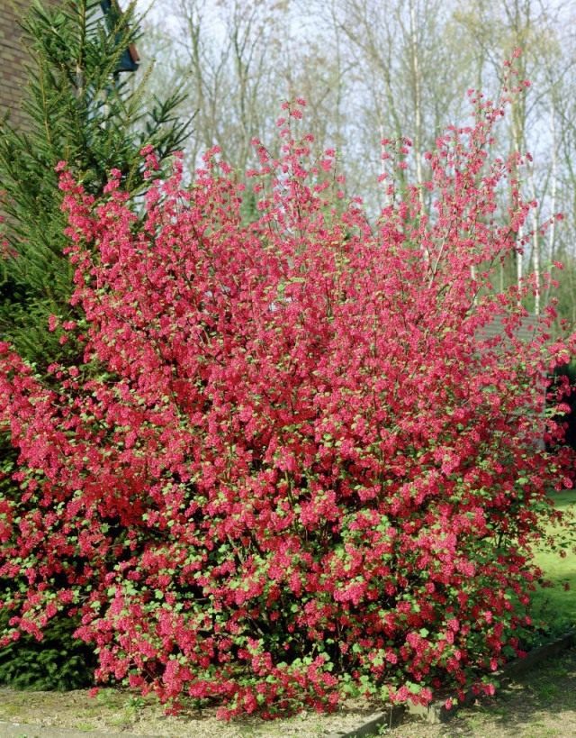 Смородина кроваво-красная (Ribes sanguineum)