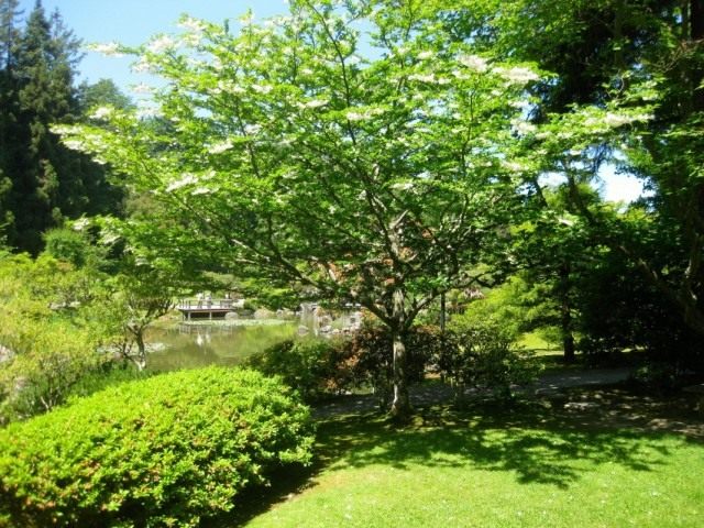 Стиракс японский (Styrax japonicus) Стиракс японский (Styrax japonicus)