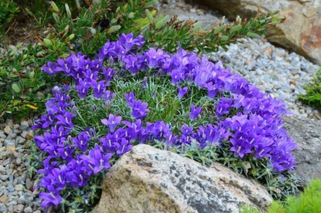 Эдрайантус карликовый (Edraianthus pumilio) Эдрайантус карликовый (Edraianthus pumilio)