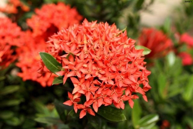 Иксора ярко-красная (Ixora coccinea) Иксора ярко-красная (Ixora coccinea)