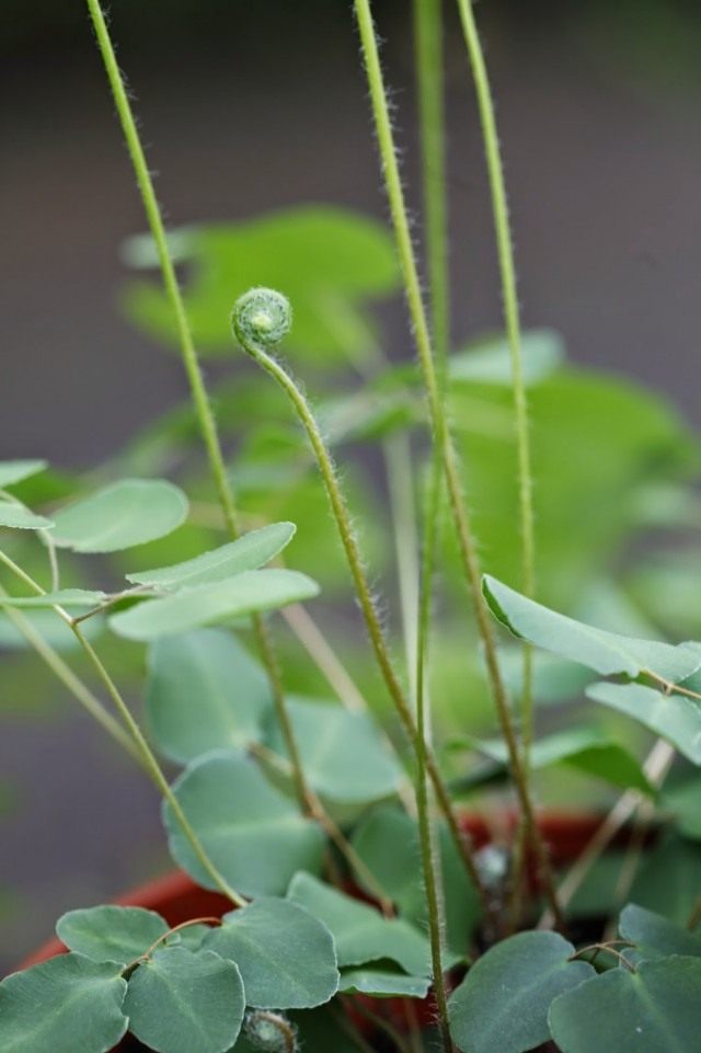 Пеллея яйцевидная (Pellaea ovata) Пеллея яйцевидная (Pellaea ovata)