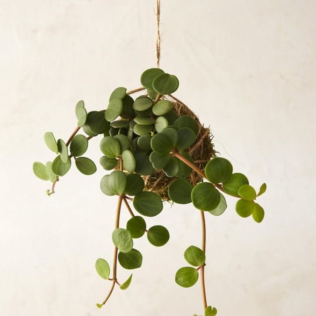 Пеллея круглолистная (Pellaea rotundifolia) Пеллея круглолистная (Pellaea rotundifolia)