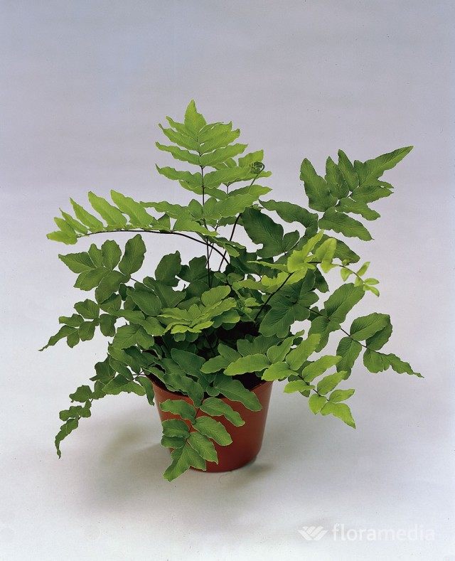 Пеллея зеленая (Pellaea viridis) Пеллея зеленая (Pellaea viridis)