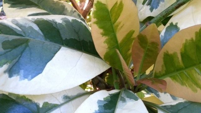 Пизония зонтичная форма вариегата (Pisonia umbellifera f. variegata)