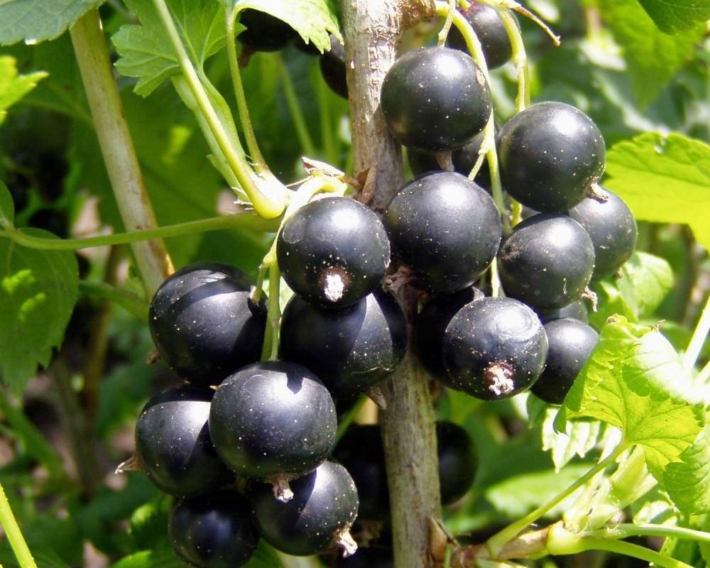 black-currant