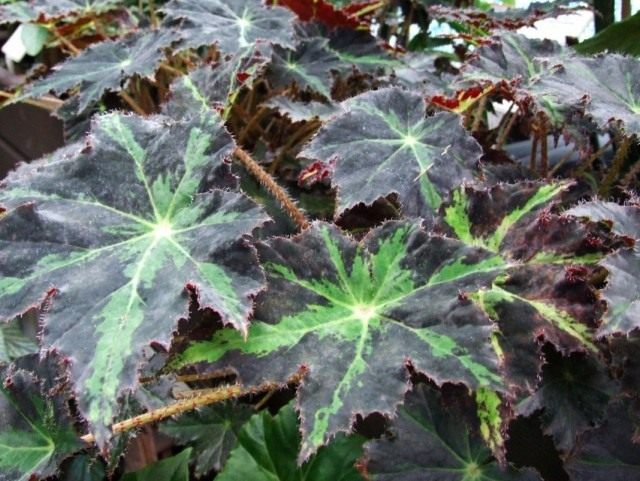   (Begonia heracleifolia)