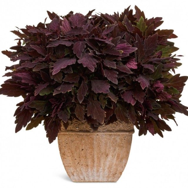 (Coleus)