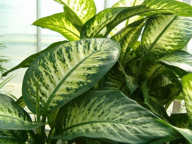  (Dieffenbachia)