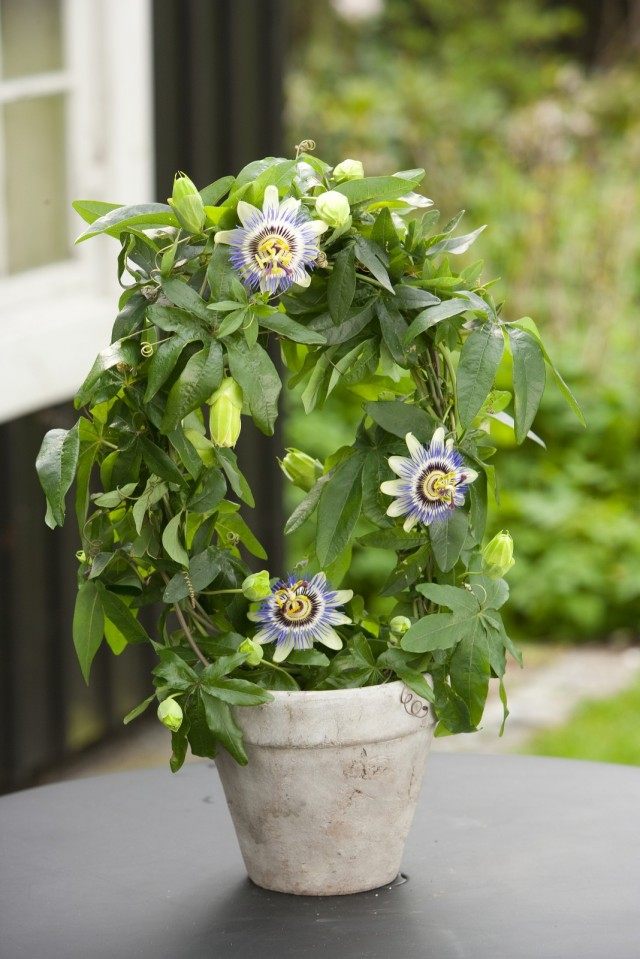  (Passiflora)