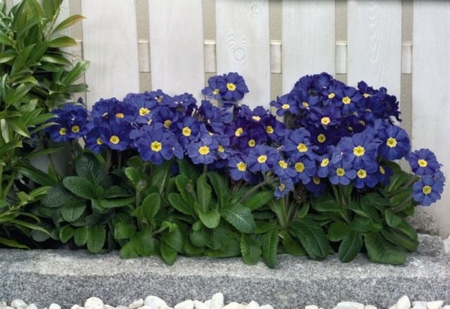 Первоцвет высокий, или Примула высокая "Крещендо Блю Шейдз" (Primula elatior 'Crescendo Blue Shades')