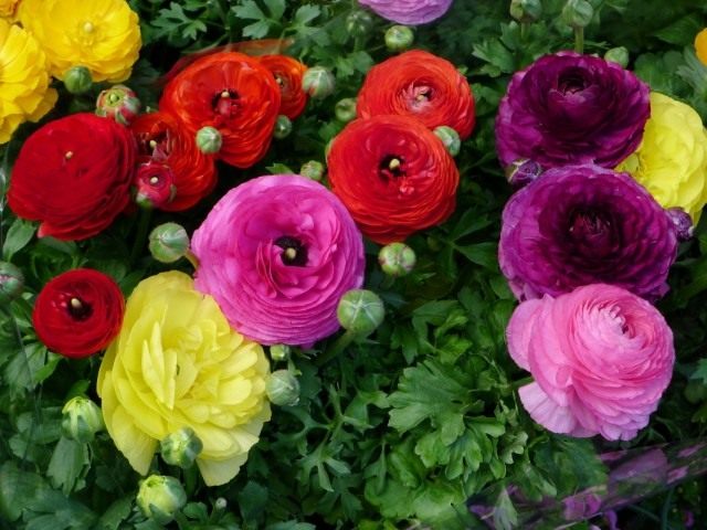 Лютик азиатский, или Лютик садовый, Ранункулюс (Ranunculus asiaticus) Лютик азиатский, или Лютик садовый, Ранункулюс (Ranunculus asiaticus)