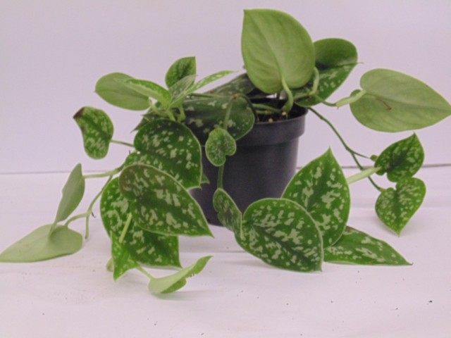  (Scindapsus pictus)