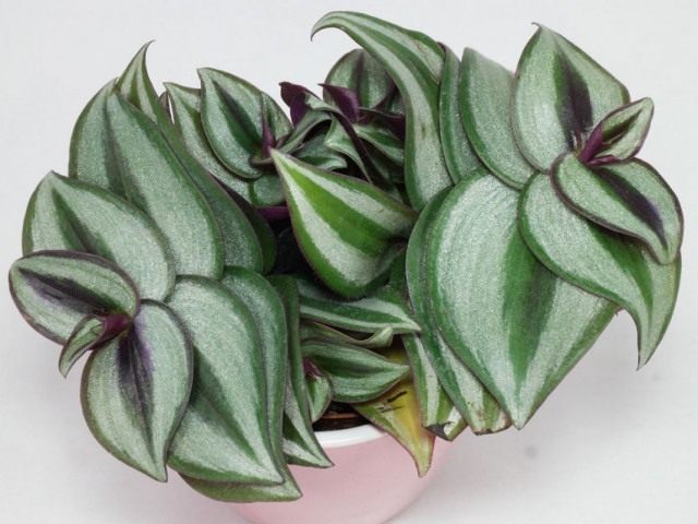   (Tradescantia zebrina)