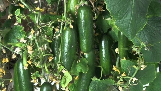Огурец обыкновенный, или Огурец посевной (Cucumis sativus) Огурец обыкновенный, или Огурец посевной (Cucumis sativus)