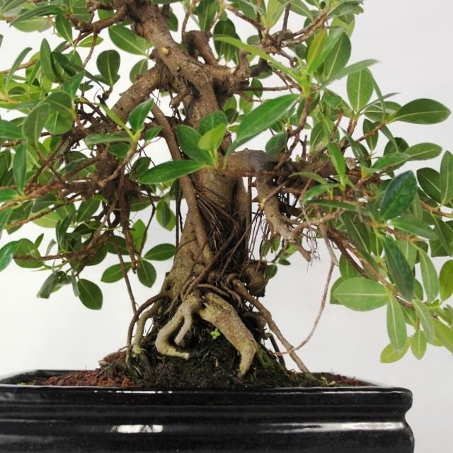 Фикус притупленный, или Фикус ретуза сорт «Панда» (Ficus retusa cv. Panda) Фикус притупленный, или Фикус ретуза сорт «Панда» (Ficus retusa cv. Panda)