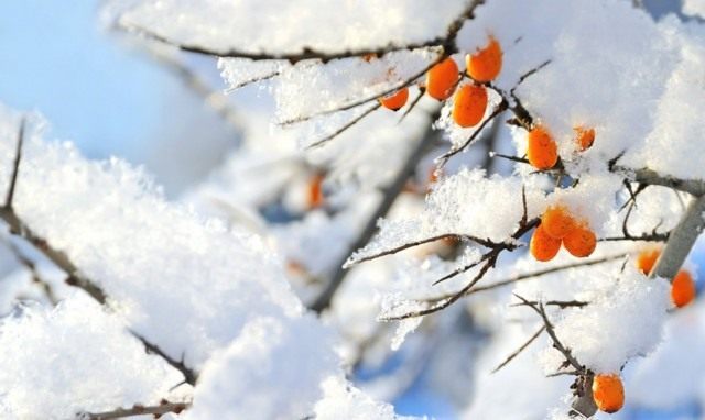 Ягоды облепихи на заснеженных ветках Ягоды облепихи на заснеженных ветках