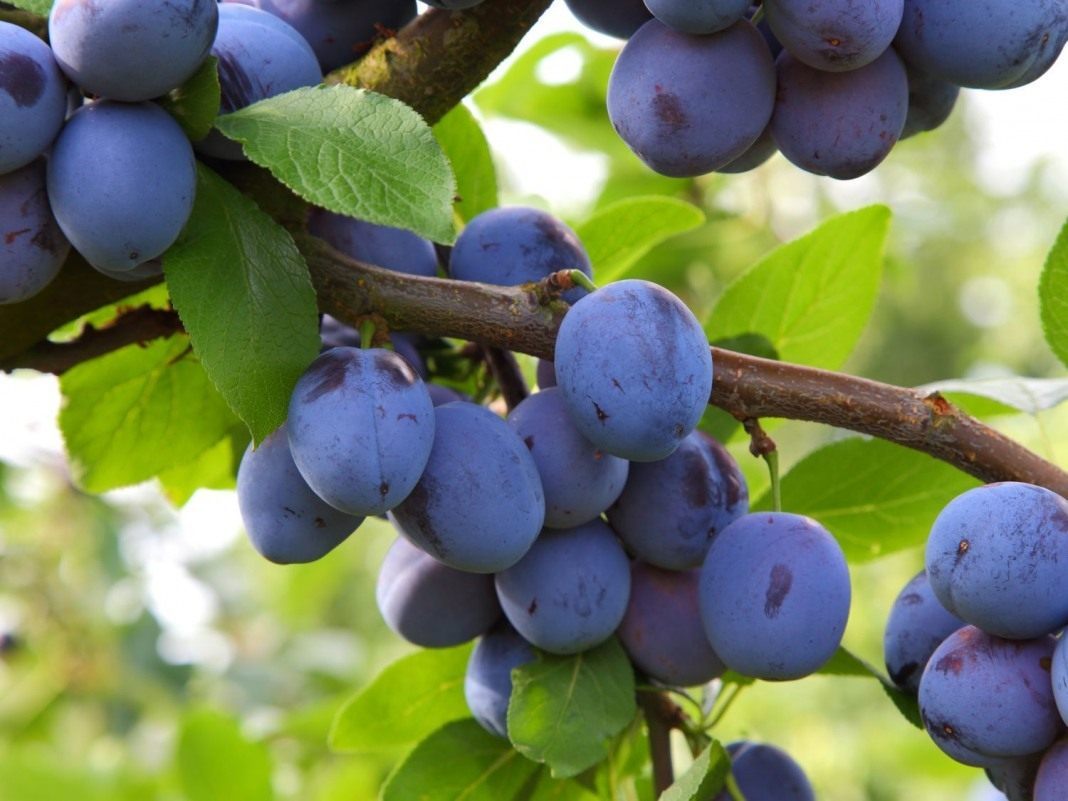 Prunus-domestica