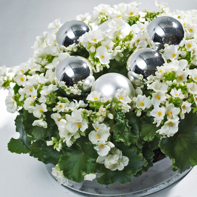 Бегонии Лоррейн (Begonia Lorraine) Бегонии Лоррейн (Begonia Lorraine)