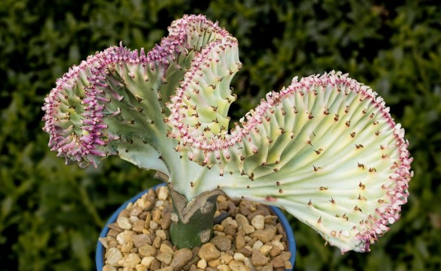 Молочай молочный формы кристата, форма вариегата (Euphorbia lactea f. cristata f.variegata) Молочай молочный формы кристата, форма вариегата (Euphorbia lactea f. cristata f.variegata)