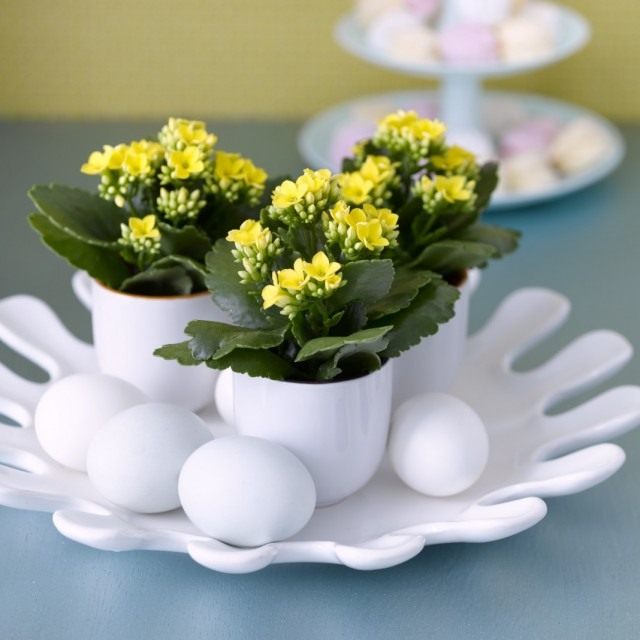 Каланхоэ Блоссфельда (Kalanchoe blossfeldiana) Каланхоэ Блоссфельда (Kalanchoe blossfeldiana)