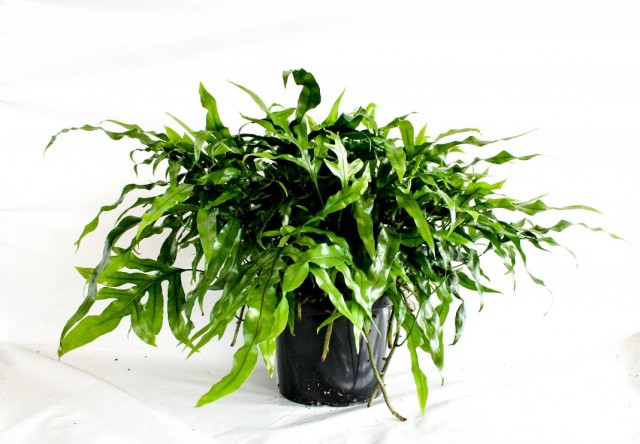 Микросорум разнолистный (Microsorum diversifolium)