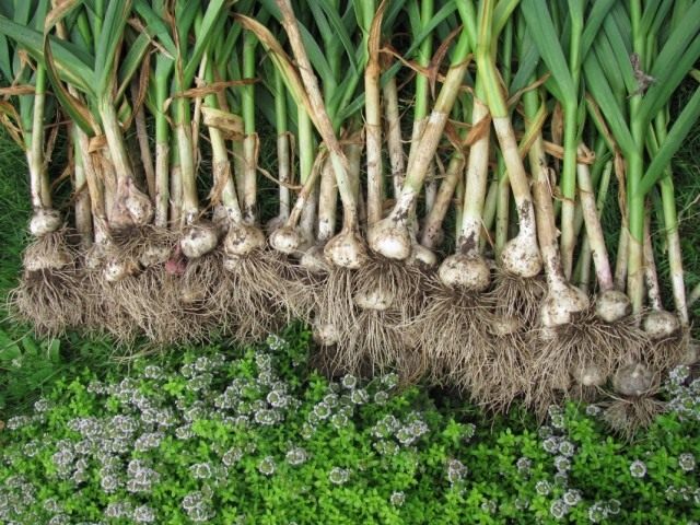 Чеснок посевной (Allium sativum) Чеснок посевной (Allium sativum)