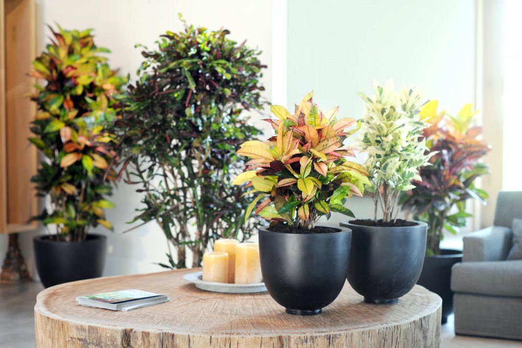 Rams Horn Croton Plants to Love Pinterest Horn and