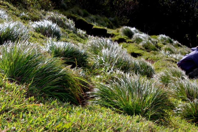 Полевичка (Eragrostis) Полевичка (Eragrostis)