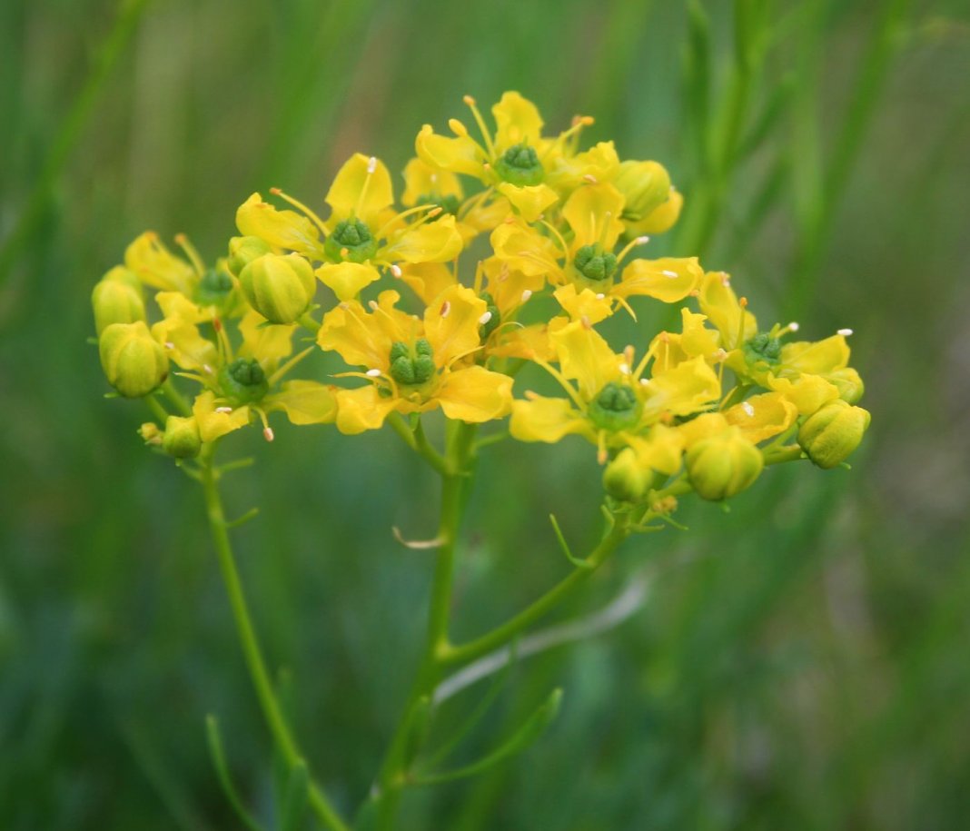 Ruta-graveolens