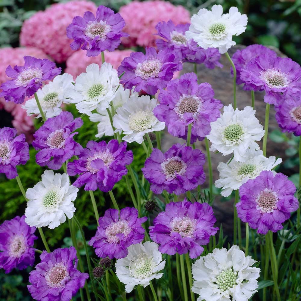 Scabiosa