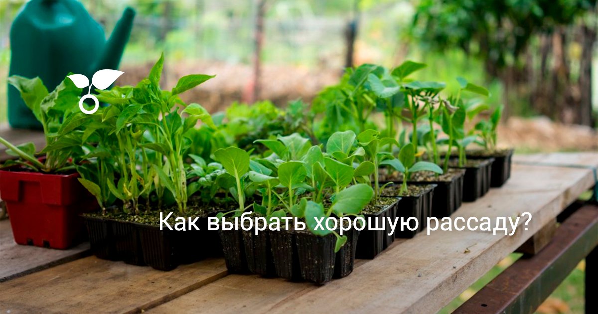 Овощное ассорти Огород - пошаговый рецепт с фото на Готовим Рецепт консервации Огород в банке, рецепты с фото - Алимеро