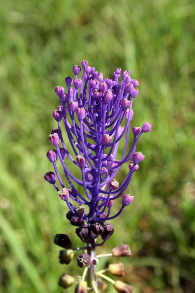 Леопольдия хохолковая (Leopoldia comosa)