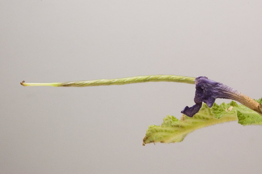 Streptocarpus