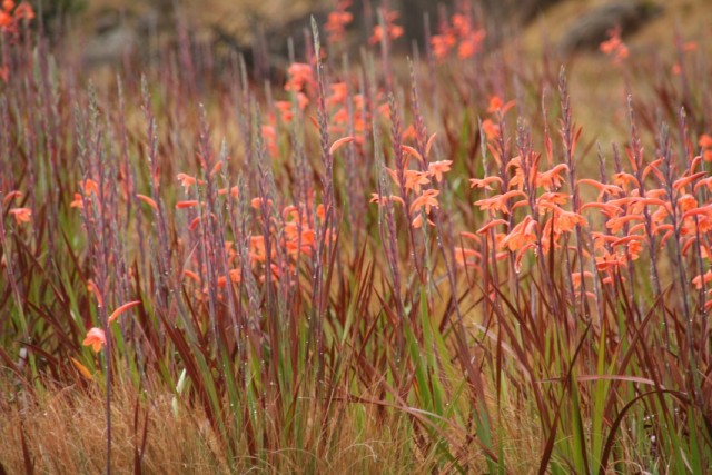 Утсония беатрицис, или Утсония Пилланса (Watsonia pillansii)