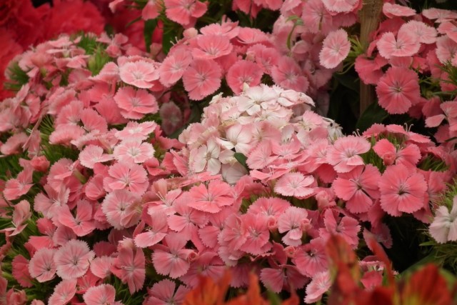 Гвоздика турецкая (Dianthus barbatus)