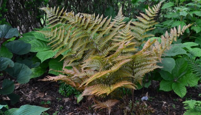 Щитовник красносорусовый (Dryopteris erythrosora)