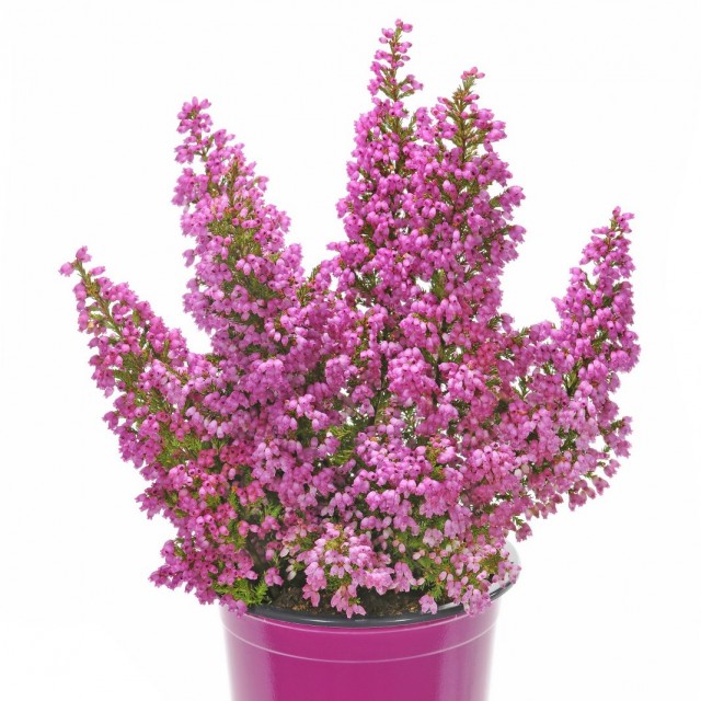 Эрика изящная (Erica gracilis) Эрика изящная (Erica gracilis)