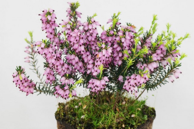 Эрика травянистая (Erica herbacea) Эрика травянистая (Erica herbacea)