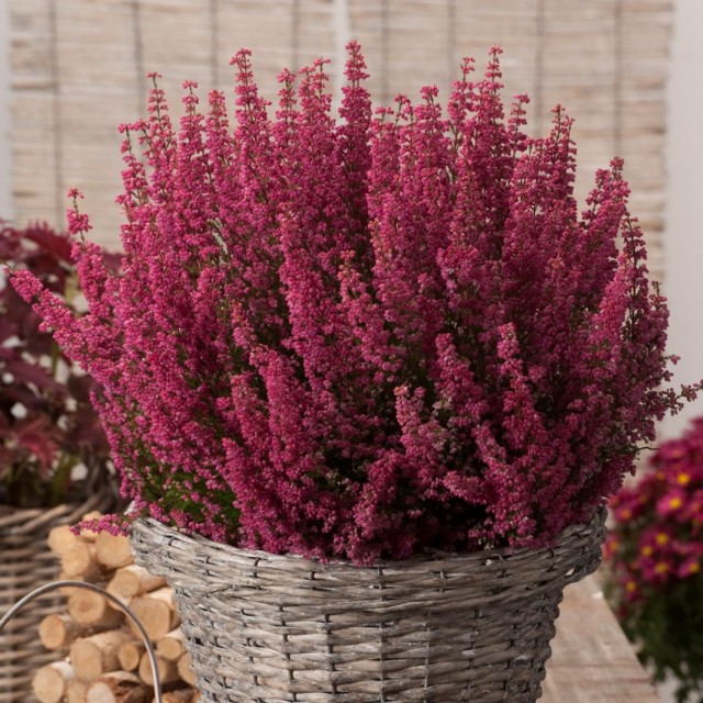 Эрика изящная (Erica gracilis) Эрика изящная (Erica gracilis)