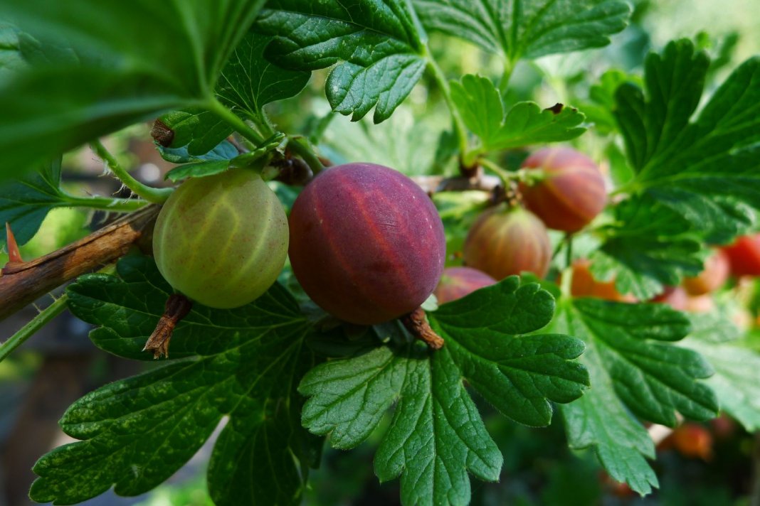 Gooseberries