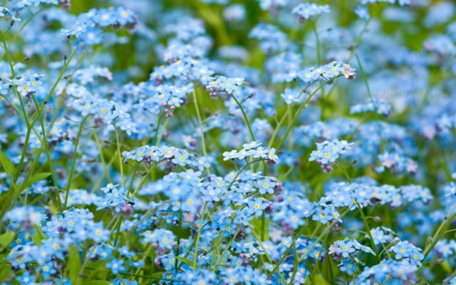 Незабудки (Myosotis)