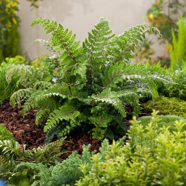 Многорядник многореснитчатый (Polystichum polyblepharum) Многорядник многореснитчатый (Polystichum polyblepharum)