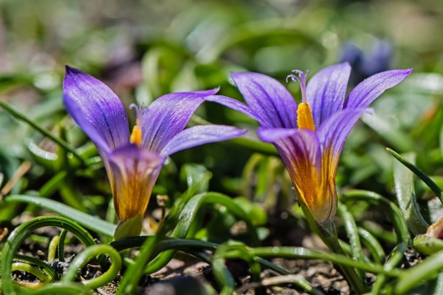 Ромулея бульбакодиум, или Ромулея брандушковая (Romulea bulbocodium)