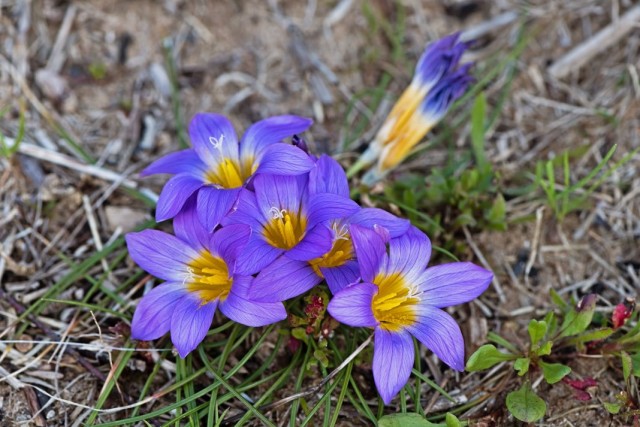 Ромулея Клузиуса (Romulea clusiana)