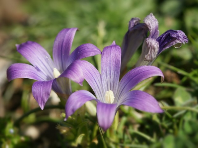 Ромулея итальянская (Romulea ligustica)