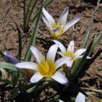 Ромулея нивалис (Romulea nivalis)