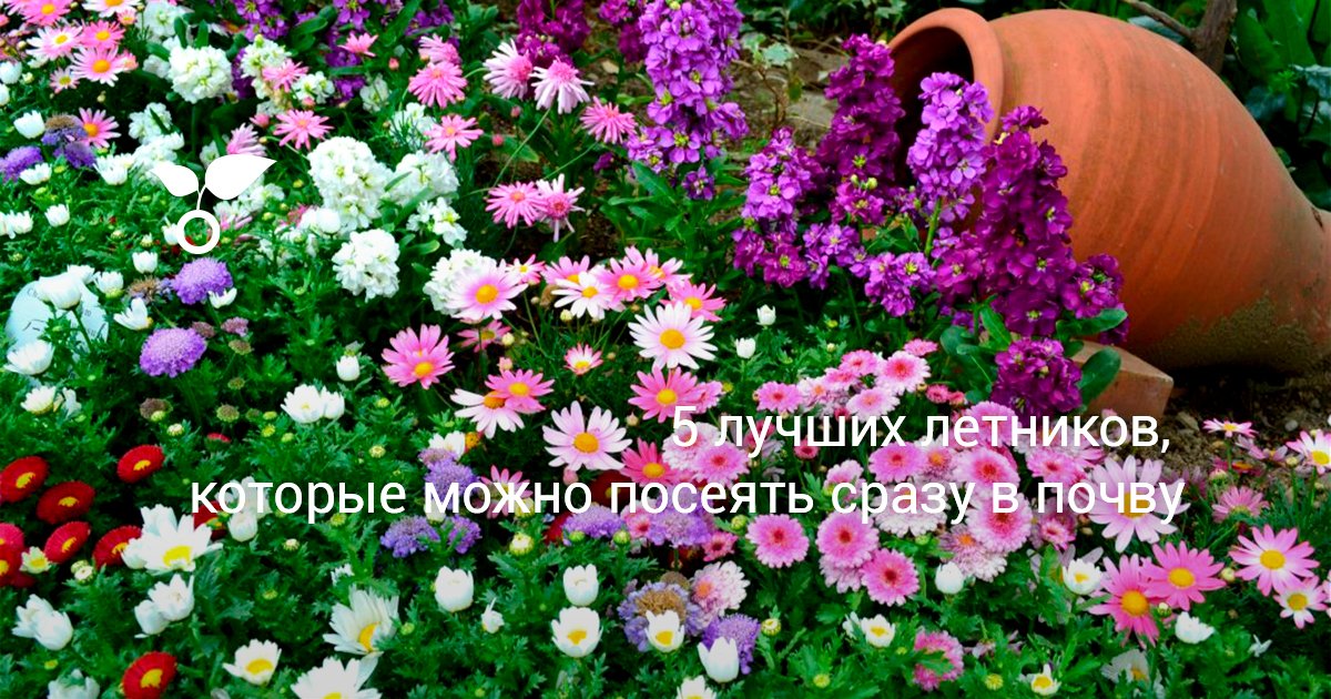 Засолка сад и огород Засолка сад и огород