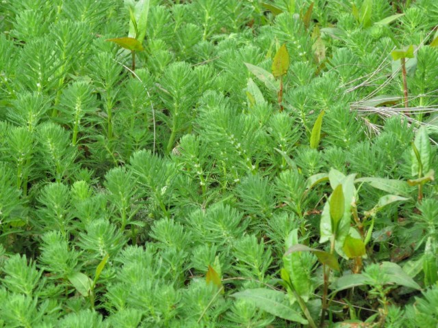 Роголистник погруженный (Ceratophyllum demersum) Роголистник погруженный (Ceratophyllum demersum)