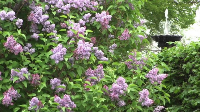 Сирень венгерская (Syringa josikaea)